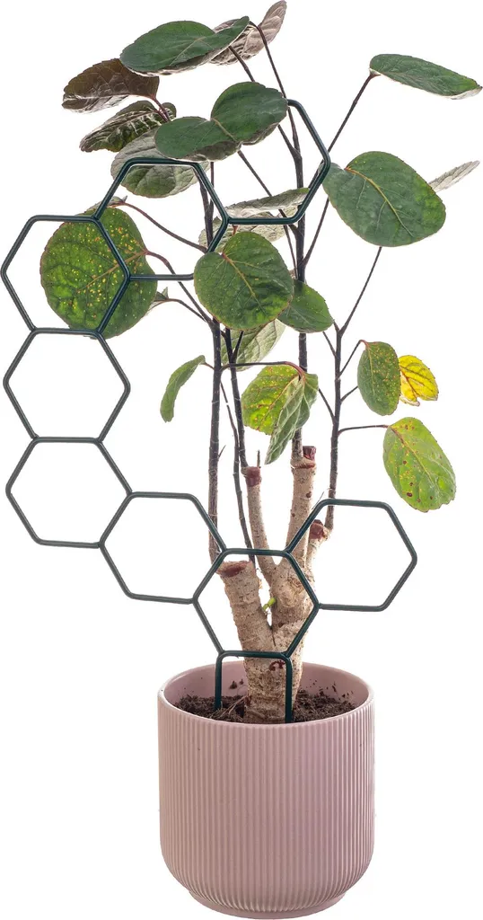 Soutenir vos plantes d'intérieur avec le support hexagonal KADAX x3 vert - 4