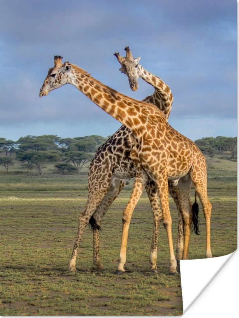 MuchoWow Poster Giraffen - Tiere - Natur 120x160 cm - Wandbilder
