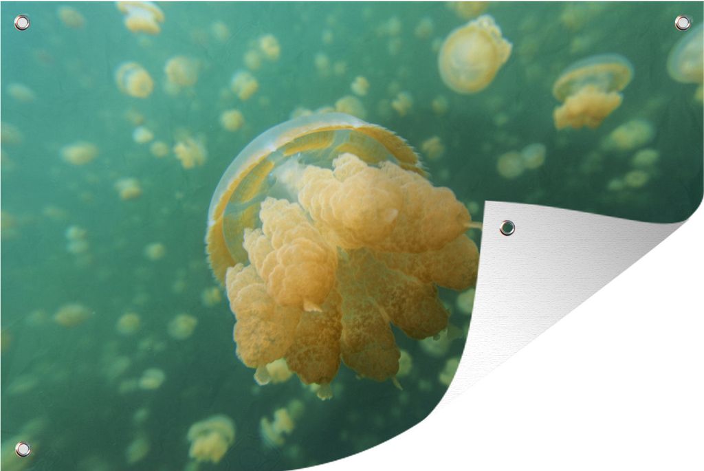 MuchoWow 60x40 cm Outdoor-Poster Gartendeko Sichtschutz Garten Poster für den Garten Qualle - Gelb - Mehr