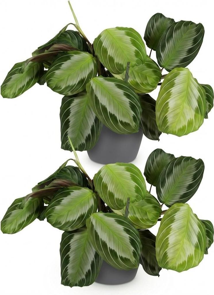 Maranta Silverband Ø12cm 25cm 2 Pflanzen Gebetspflanze Zimmerpflanze Mit Topf