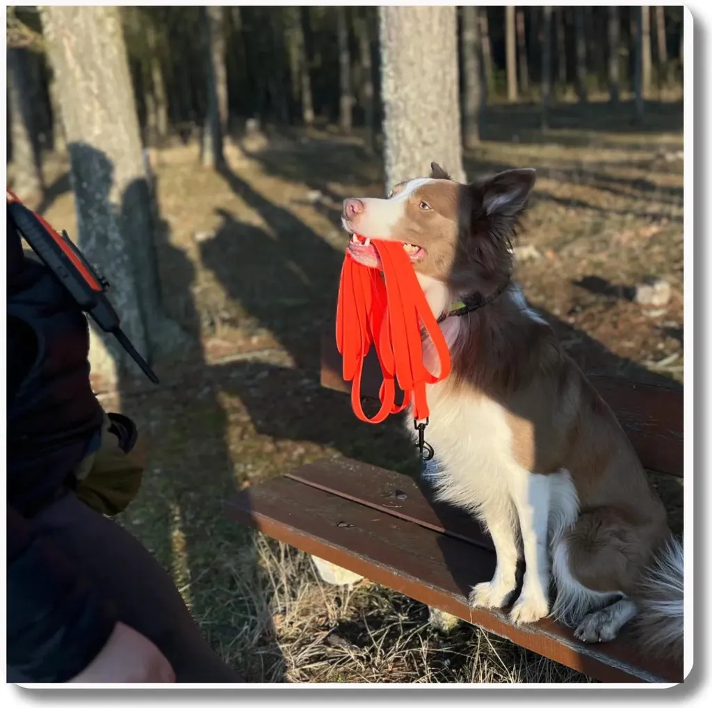 Guinzaglio Impermeabile Rosso 5m con Moschettone Twistlock per Cani Grandi - 2