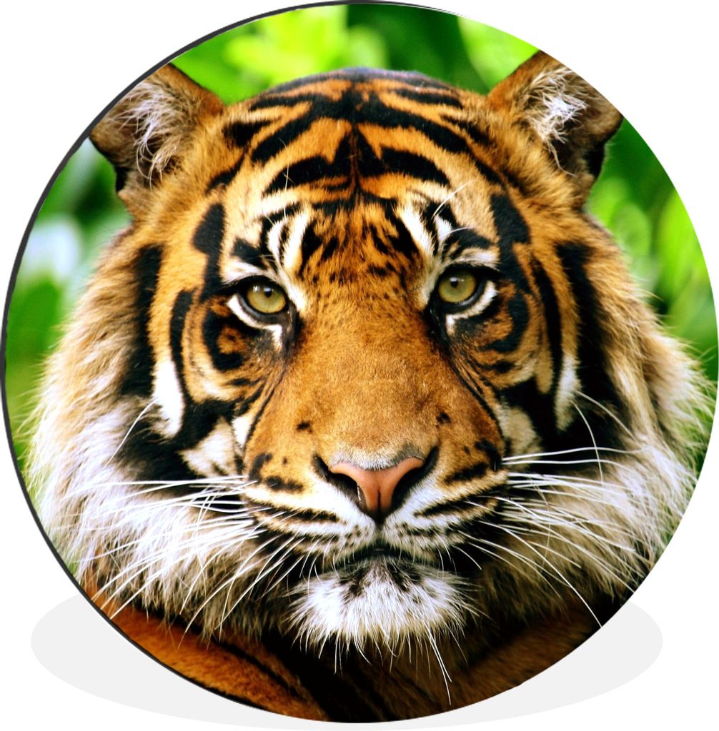 MuchoWow Aluminium Wandkreis Tiger - Kopf - Wald Ø 90 cm Wanddeko Modern Wohnzimmer - Mauerkreis - Wandbilder - Runde Bild - Bild aus Aluminium ...
