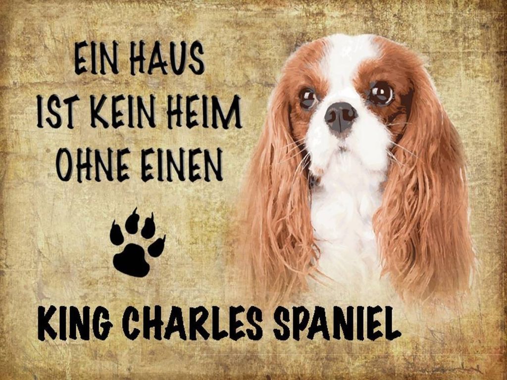 vianmo Holzschild 30x40 cm King Charles Spaniel Hund