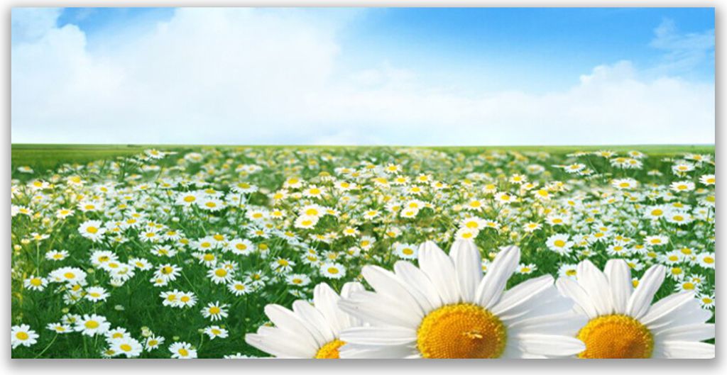 Tulup Leinwand-Bilder 120x60 Wandbild Canvas Kunstdruck Wiese Gänseblümchen Pflanzen