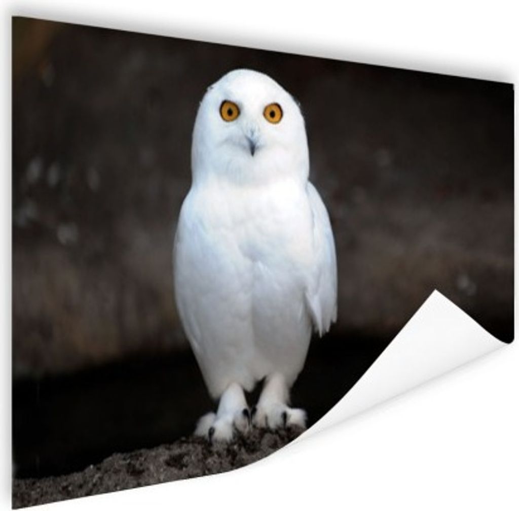 MuchoWow Poster Schneeeule 180x120 cm - Fotoplakat