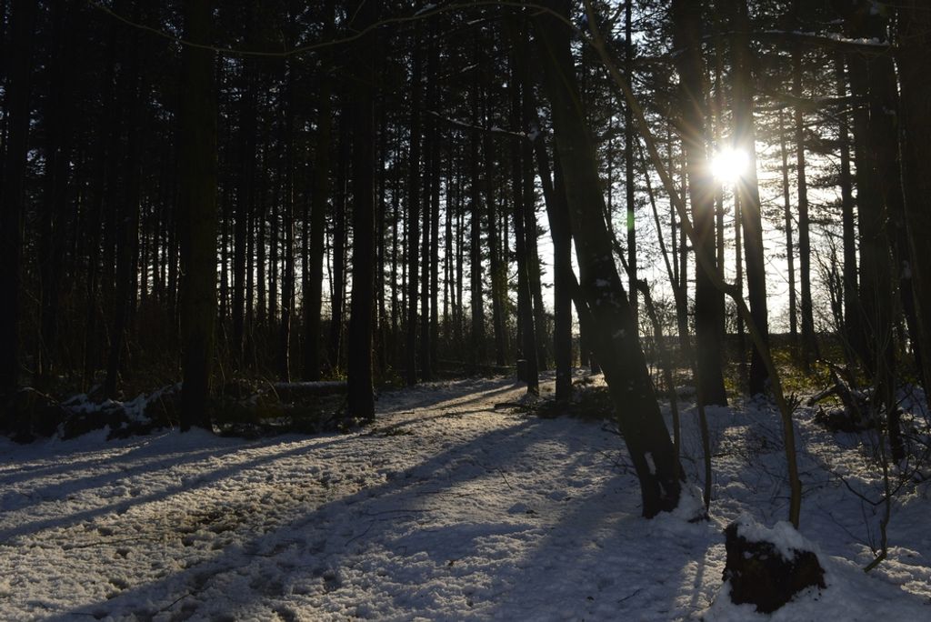 hansepuzzle 43964 - Wald Puzzle, 2000 Teile, Reisen, 90,0 x 60,0cm mit hochwertiger Aufbewahrung, Kartonbox und wiederverschließbarem Beutel