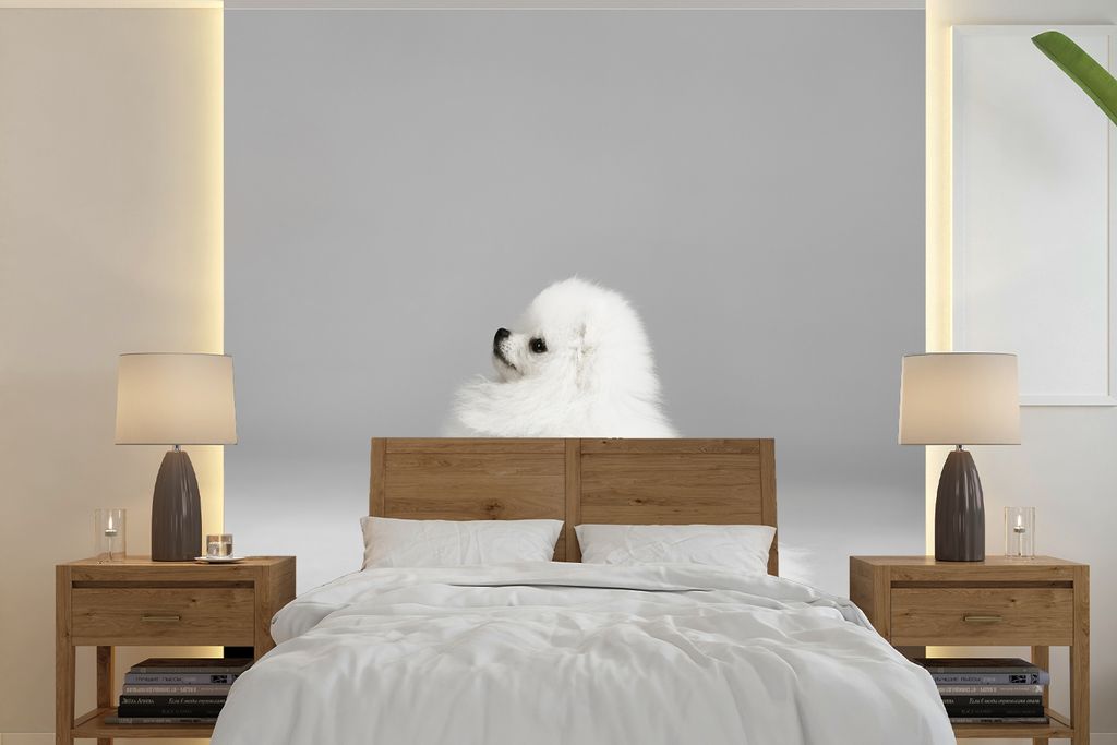 MuchoWow Fototapete für Wohnzimmer oder Schlafzimmer Wandtapete Vinyl Motivtapete Pomeranian von der Seite - 220x220 cm - Tapeten