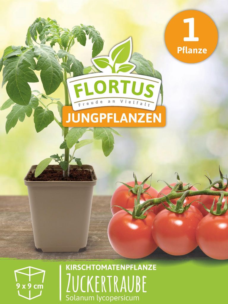 Kirschtomatenpflanze Zuckertraube | Tomatenpflanzen von Produktbild 