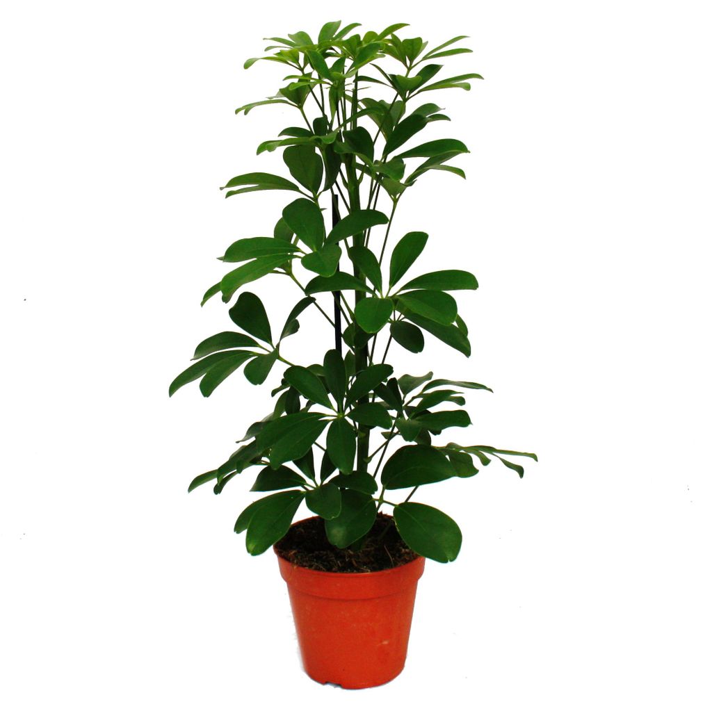 Ray Aralia - Schefflera - zelenolistá - 12cm květináč - Obrázek produktu 