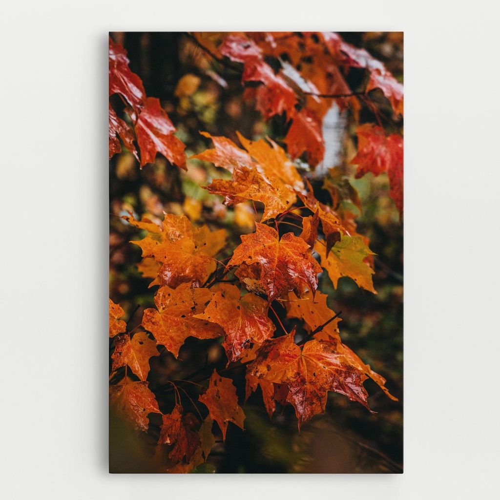 ARTHUB Leinwandbild 50x70 cm, Orange Autumn Leaves | Wohnzimmerdekoration, Hängende Bilder, Wanddekoration, Heimdekoration, Landschaften, Herbst