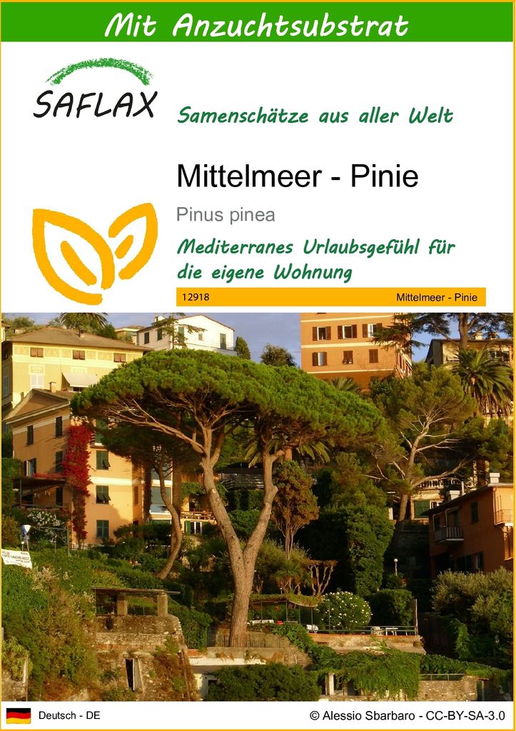 SAFLAX - Mittelmeer - Pinie - Pinus pinea - 6 Samen - Mit Produktbild 