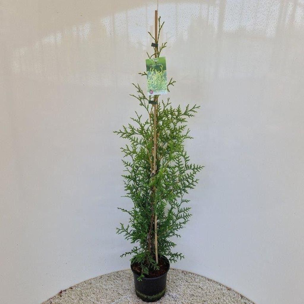 Thuja occ. ‘Brabant’ - Abendländischer Lebensbaum | 90-100 cm im topf