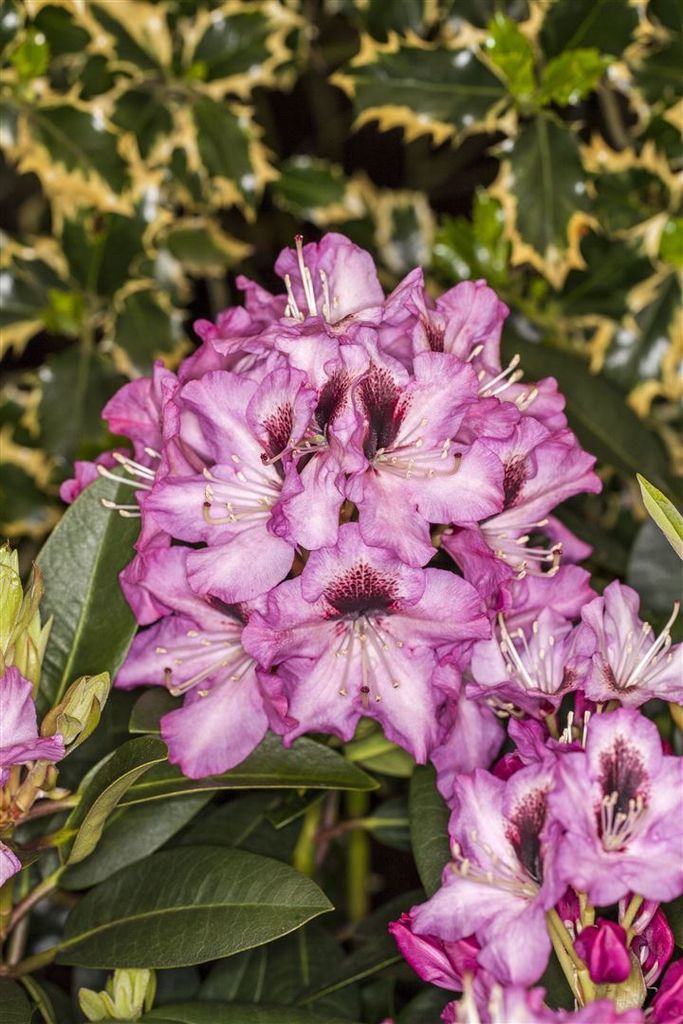 Rhododendron Hybr. 'Kokardia', Rhododendron, rot, 30–40 cm