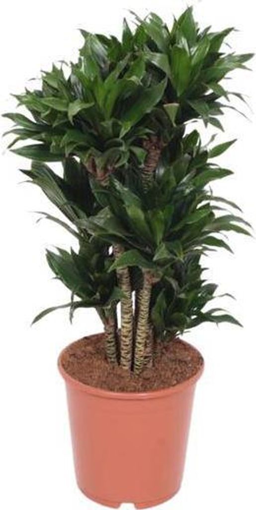Drzewo smocze Dracaena Compacta Ø24 cm ↕80 cm Roślina Zdjęcie produktu 