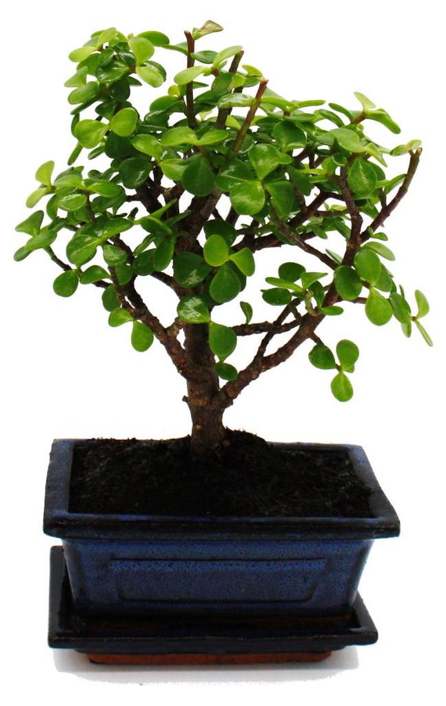 bonsai tree real for sale Willow Leaf Ficus Bonsai Tree main image 1