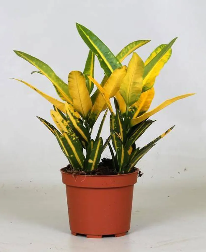 Plante Verte Croton Sunny Star - Codiaeum en Pot 12 cm Déco Maison