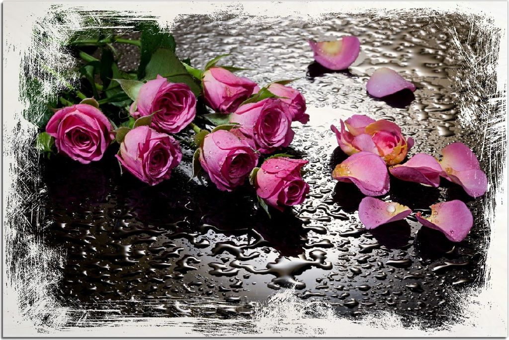 Kunstdrucke Wandbilder Holz in : Brillante Farben, Größe 60 x 90 cm Motiv Pinke Rosen mit Wassertropfen