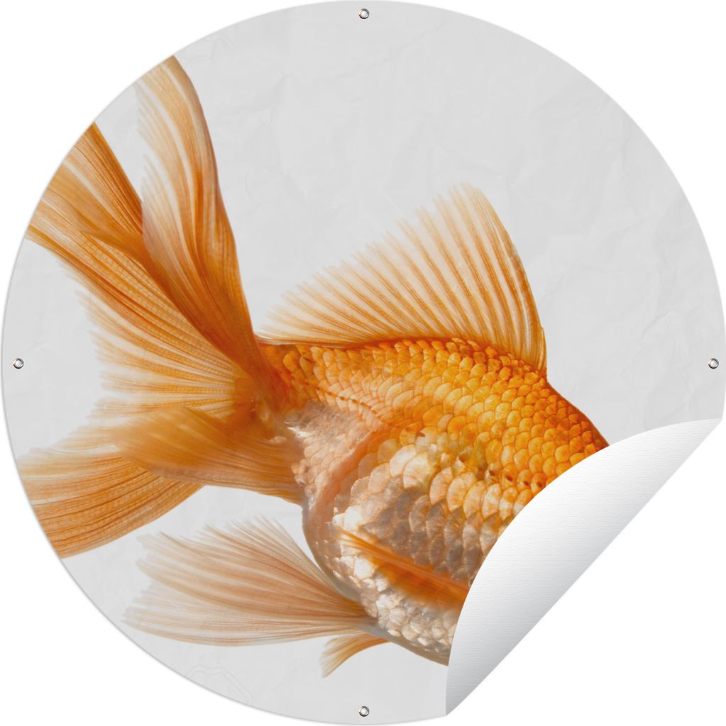 MuchoWow Gartenposter Outdoor-Poster Rund Goldfisch - Weiß Ø 150 cm Gartendeko Rundes Poster draußen