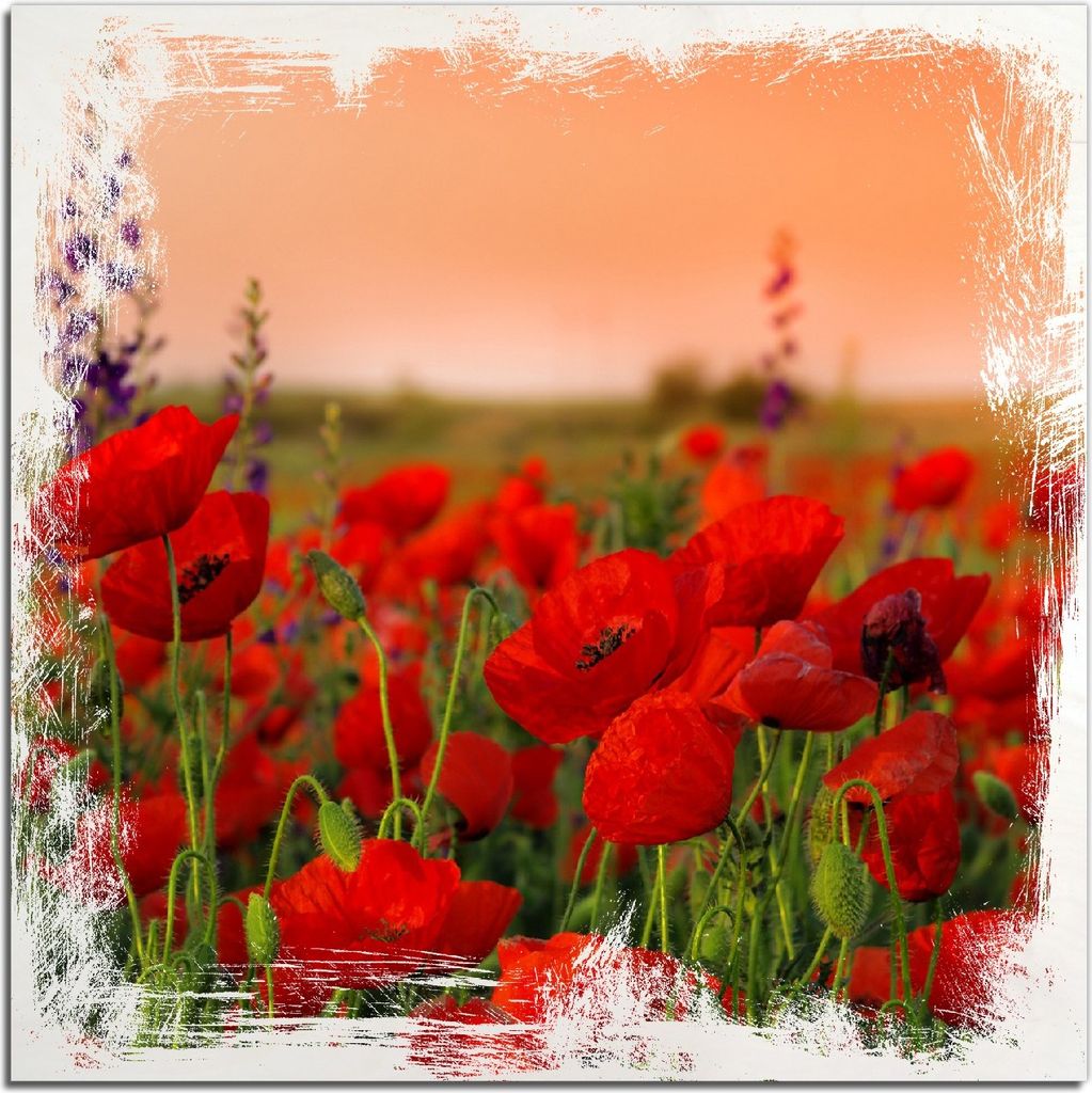 Kunstdrucke Wandbilder Holz in : Brillante Farben, Größe 50 x 50 cm Motiv Mohnblumen auf dem Feld