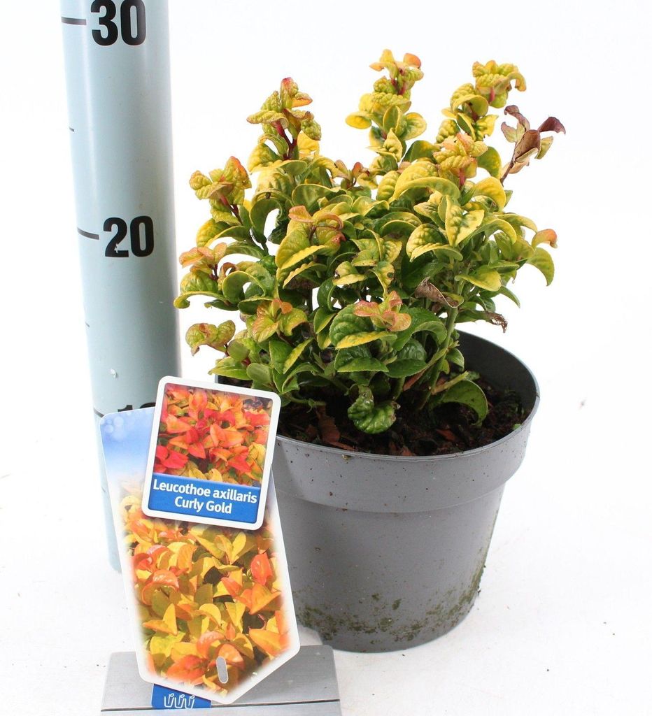 Leucothoe axillaris ‘Curly Gold’ PBR – myrta hrozienková | Obrázok produktu 