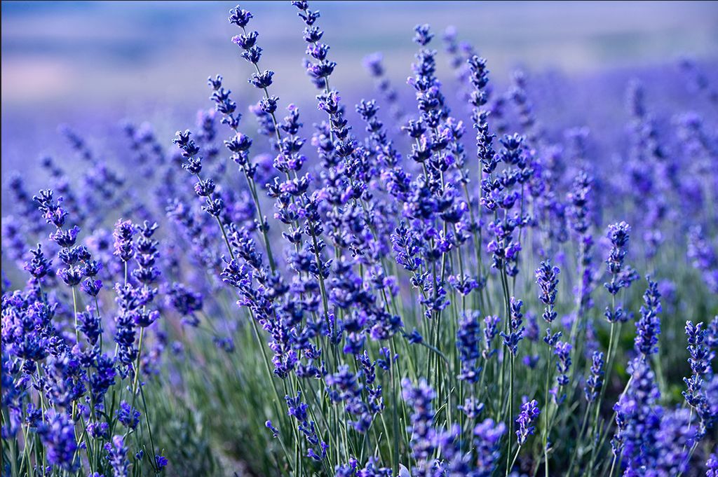 Muralo Fototapete Blumen 270 (B) x 180 (H) cm Vlies Tapete Wandtapeten Wohnzimmer Schlafzimmer moderne Wandbilder XXL Pflanzen Natur Wand Dekoration