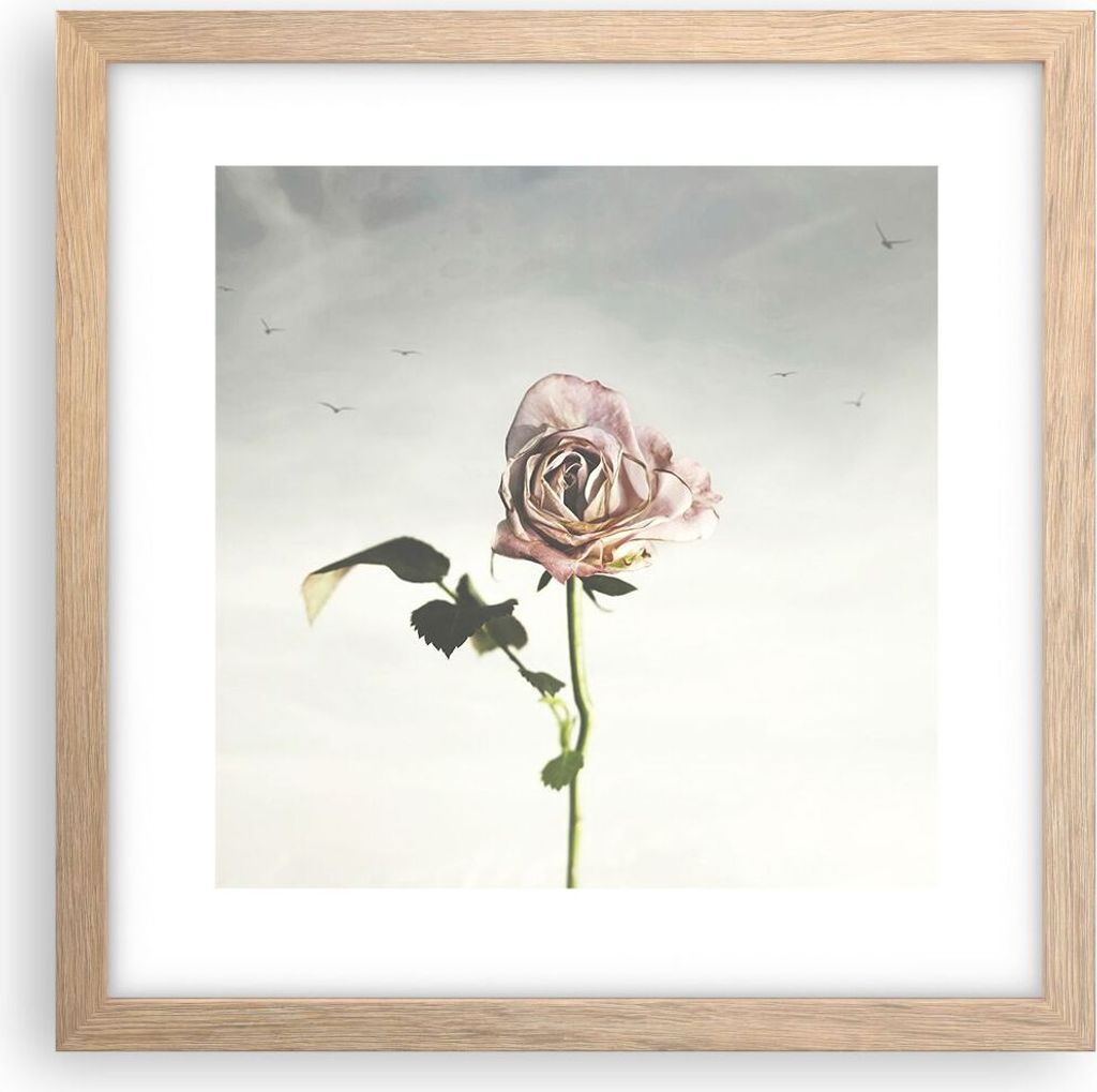 Gerahmtes Poster - Rahmen in heller Eiche - Rose Vögel Himmel - 30x30 cm - Wand Bild - Wanddeko - Wandbilder - Kunstposter - Wandposter - Bilderra...