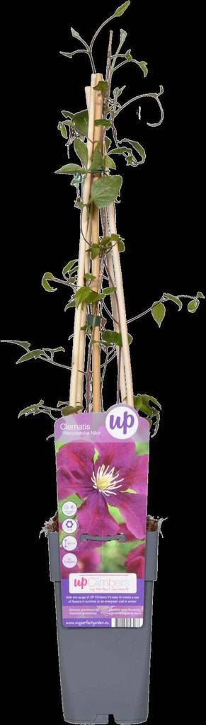 2 x Waldrebe - Clematis 'Warszawska Nike' | 50-60 cm in Container