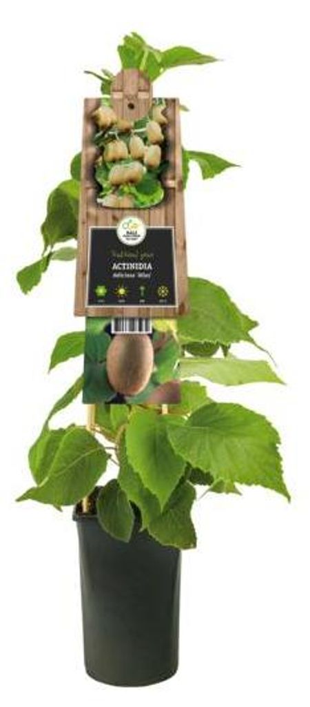 Kiwi Atlas 70 cm - Actinidia chinensis Atlas - männlich Produktbild 