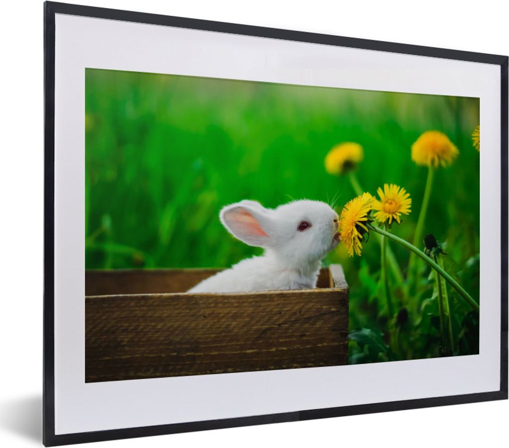 MuchoWow Gerahmtes Poster Kaninchen - Löwenzahn - Gras 40x30 cm - Poster mit Schwarzem Bilderrahmen Wandposter Rahmen Foto Bilder - Bilderrahmen...