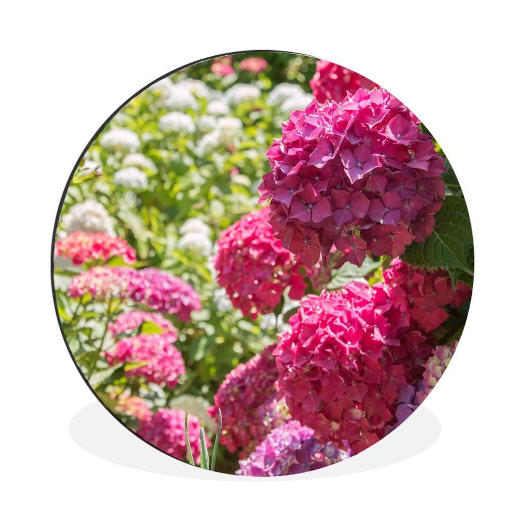 MuchoWow Aluminium Wandkreis Ein Garten voller rosa und weißer Hortensien Ø 60 cm Wanddeko Modern Wohnzimmer - Wand Kreis - Wandbild - Schlafzi...