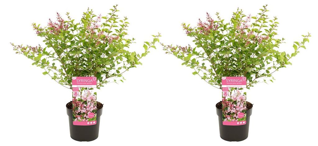 2x Syringa Bloomerang Pink Perfume P19 H60