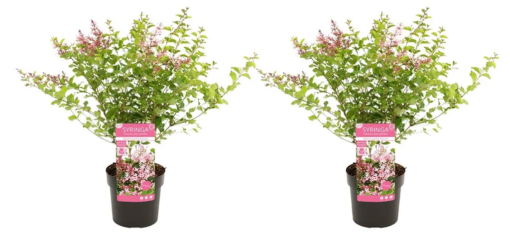 Syringa Bloomerang Parfum Rose Lot de 2 Lilas Nains en Pot de 19 cm