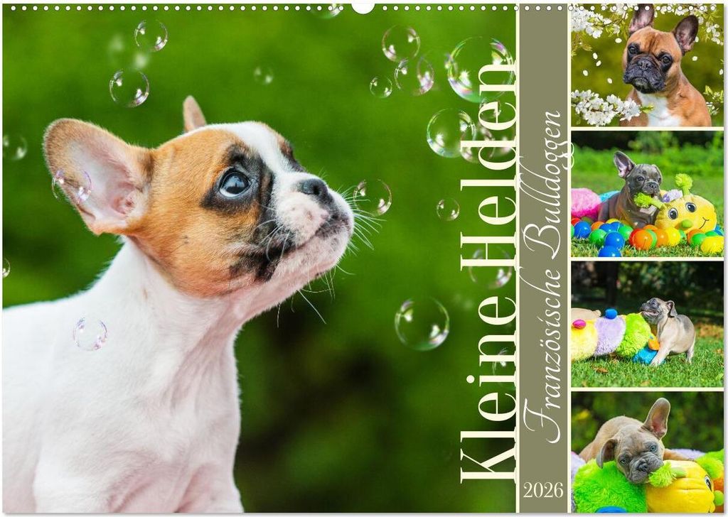 Kleine Helden - Französische Bulldoggen (Wandkalender 2026 DIN A2 quer), CALVENDO Monatskalender