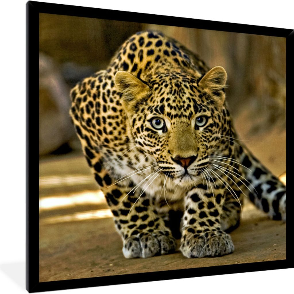 MuchoWow Gerahmtes Poster Leopard - Raubtier - Porträt 40x40 cm - Poster mit Schwarzem Bilderrahmen Wandposter Rahmen Foto Bilder - Mit Rahmen -...
