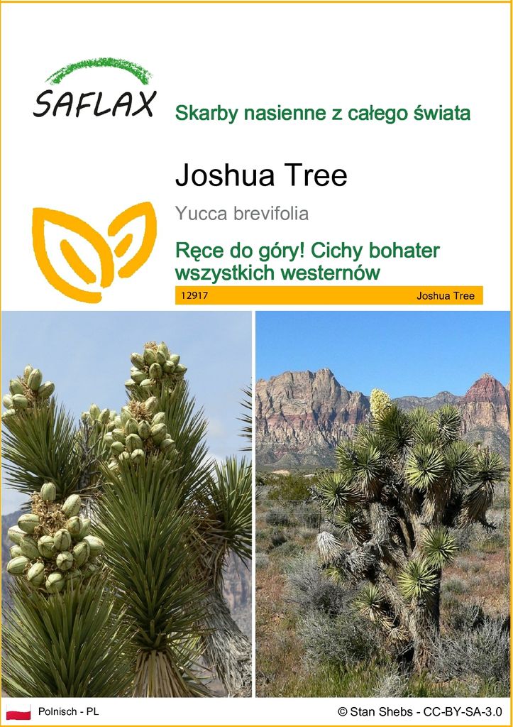 SAFLAX - Joshua Tree - 10 Nasiona - Yucca brevifolia Zdjęcie produktu 