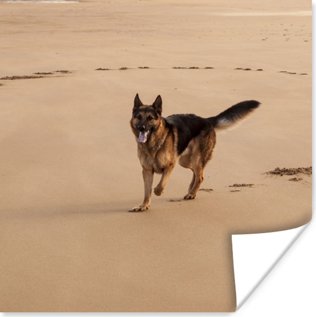 MuchoWow Poster Deutscher Schäferhund spielt am Strand 50x50 cm - Wohnzimmerdekoration