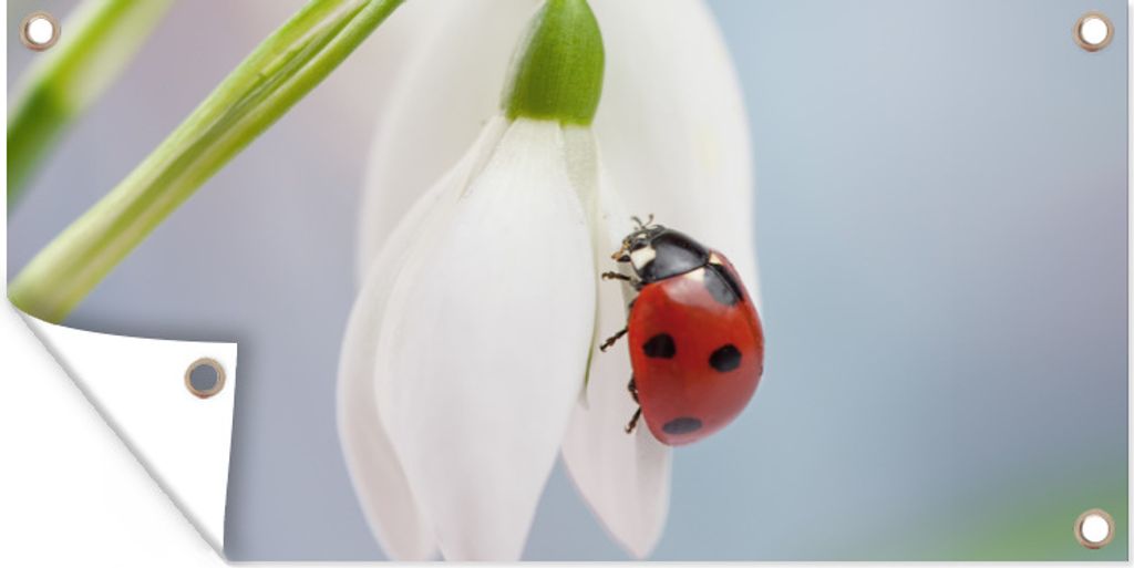 MuchoWow 60x30 cm Outdoor-Poster Gartendeko Sichtschutz Garten Poster für den Garten Marienkäfer auf einem Schneeglöckchen