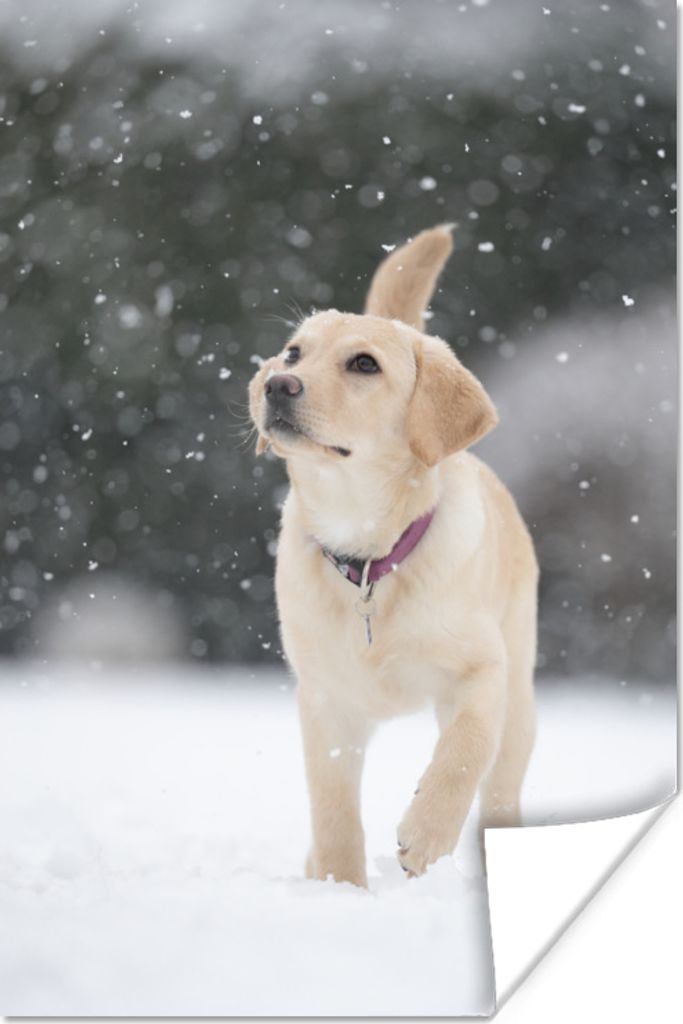 MuchoWow Poster Hund - Labrador - Schnee 40x60 cm - Plakate für die Wand - Poster Babyzimmer