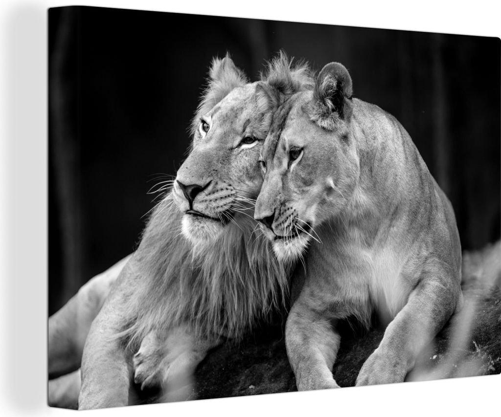 MuchoWow - Leinwandbilder - Weiblicher und männlicher Löwe auf dem Boden liegend - schwarz und weiß, Wandbild, Wanddeko Bilder Wohnzimmer, 60x...