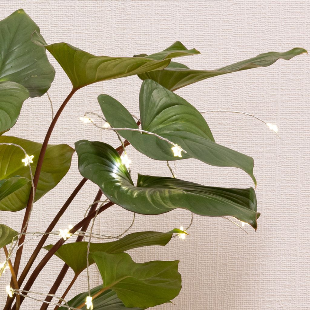 MIJOMA Pflanzen-Lichterkette Mit Timer – 60 LED, 90 Cm, Bunt, Für Drinnen & Draußen