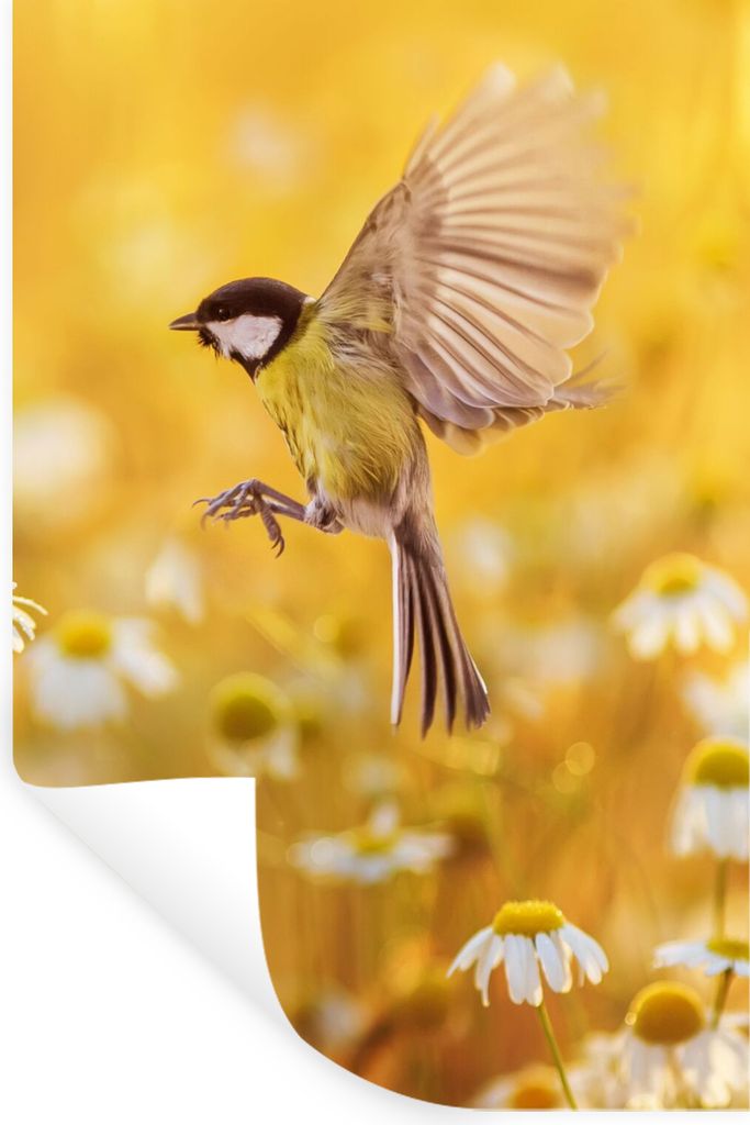 MuchoWow Wandtattoo Wandsticker Wandaufkleber Vogel - Kohlmeise - Blumen - Gänseblümchen 40x60 cm Selbstklebend und Repositionierbar - Wierderv...