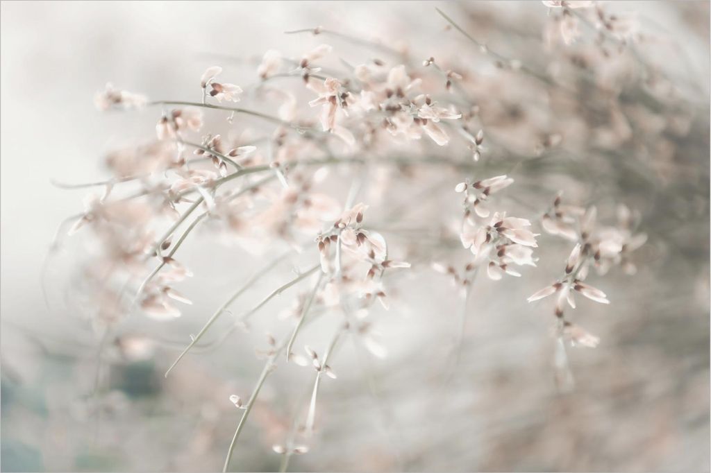 Fototapete mit Motiv - Vliestapete - Bildtapete UV-beständig Pflanzen beige Landhaus Wandtapete geruchsfrei