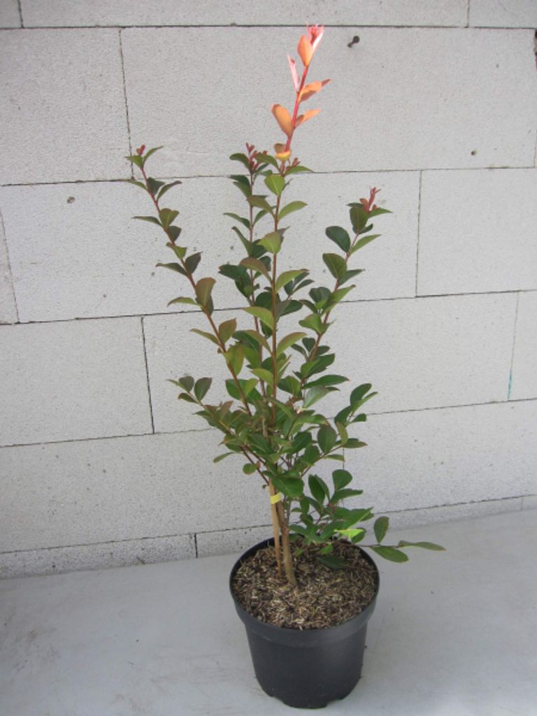 Lagerstroemia indica Ruffled Red Magic ® - Chinesische Produktbild 
