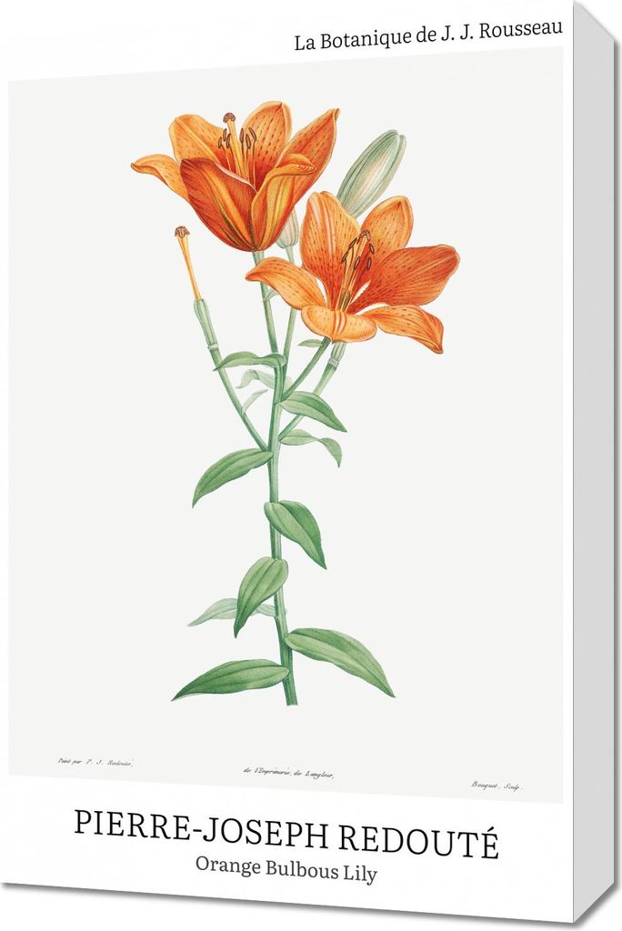 Bild 40x60cm Design Bulbous Lily, Redoute Vintage für das Wohnzimmer