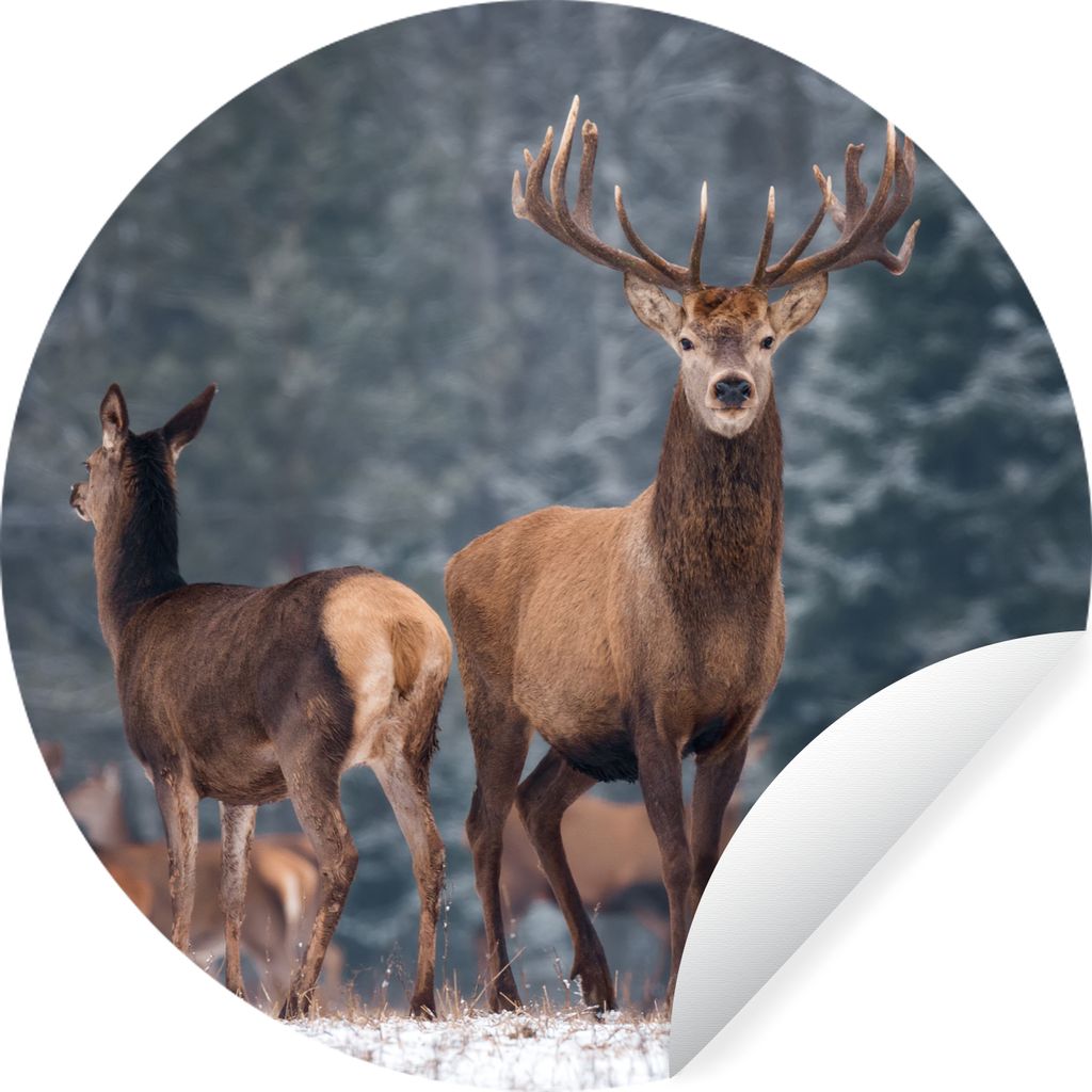 MuchoWow Runde Wandtattoo - Wandsticker Tapete Aufkleber Waldtiere - Hirsche - Landschaft - Winter - Schnee - Natur Ø 80 cm Selbstklebend und Re...