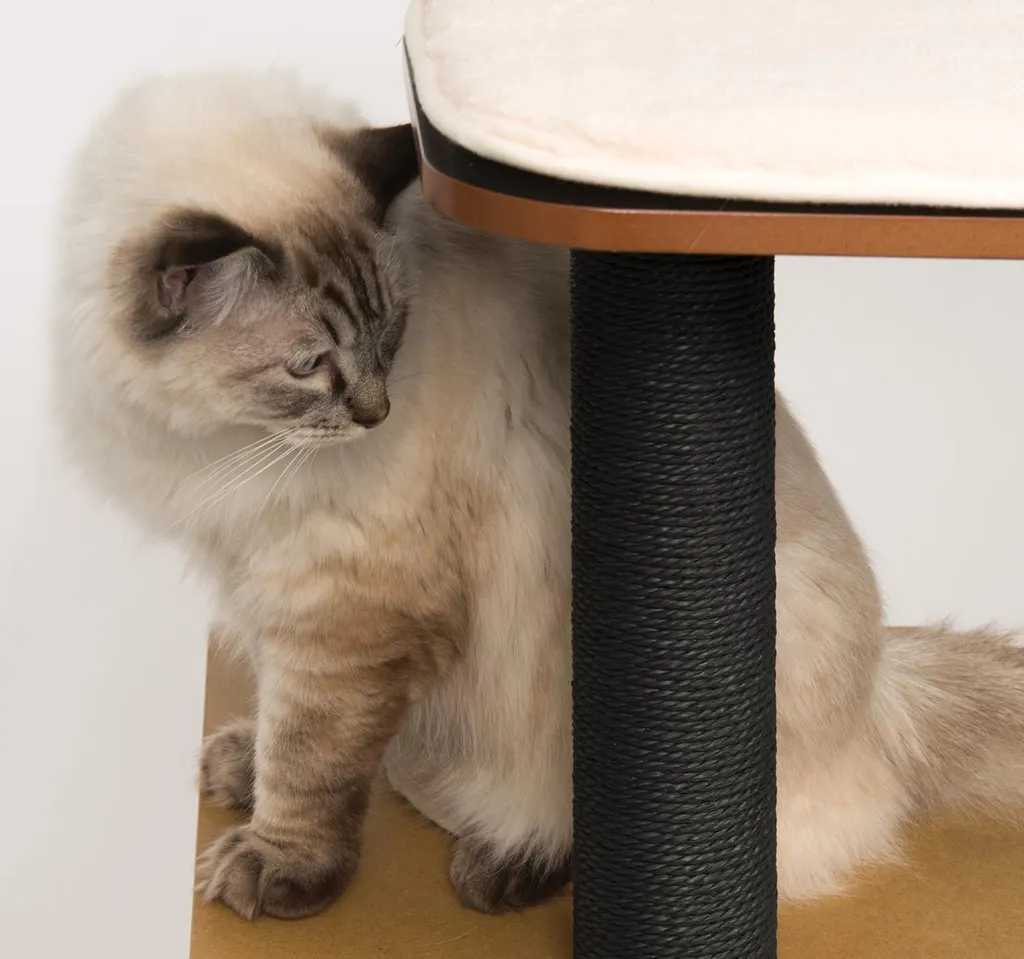 Espace de jeu et repos pour chats avec cube et plates-formes Noir et Brun