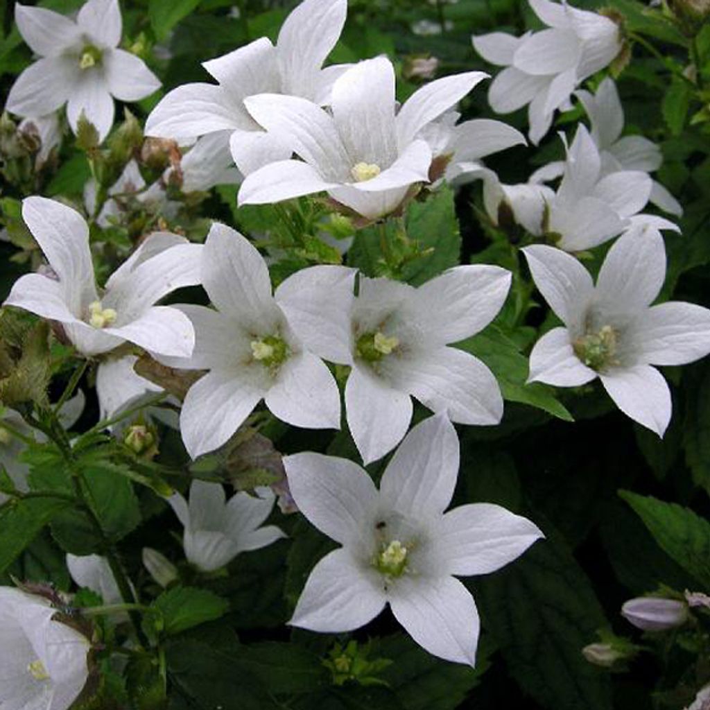 6 x Weiße Glockenblume - Campanula carpatica 'Weisse Clips' | Topf 9cm x 9cm