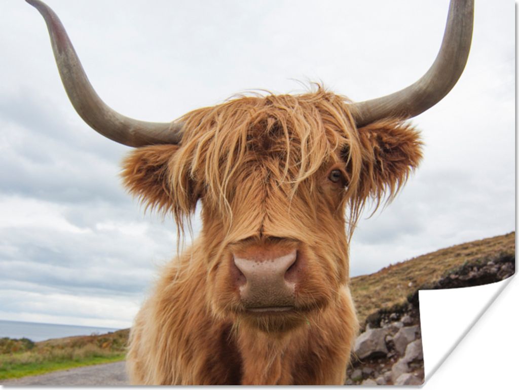 MuchoWow Poster Schottischer Highlander - Hörner - Berg 120x90 cm - Wandbild