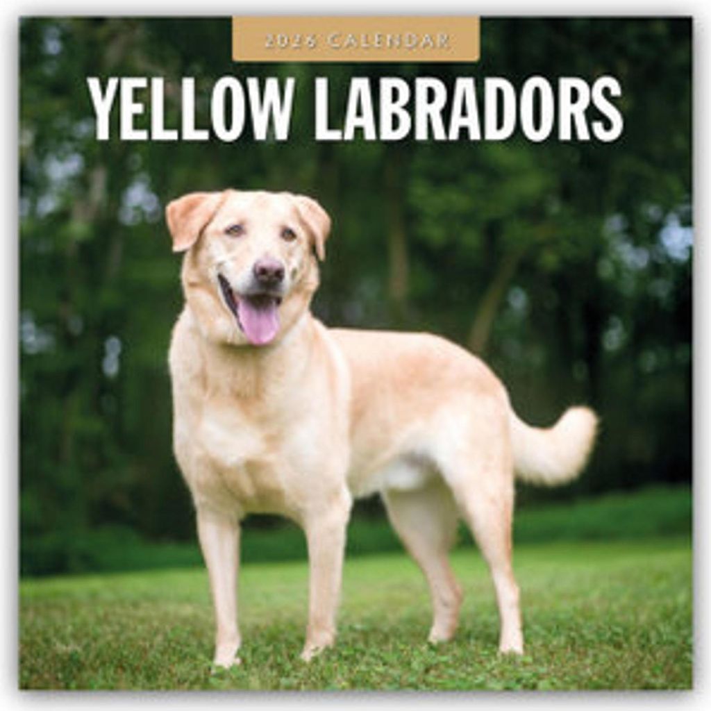 Yellow Labrador Retrievers - Gelber Labrador Retriever 2026 - 16-Monatskalender