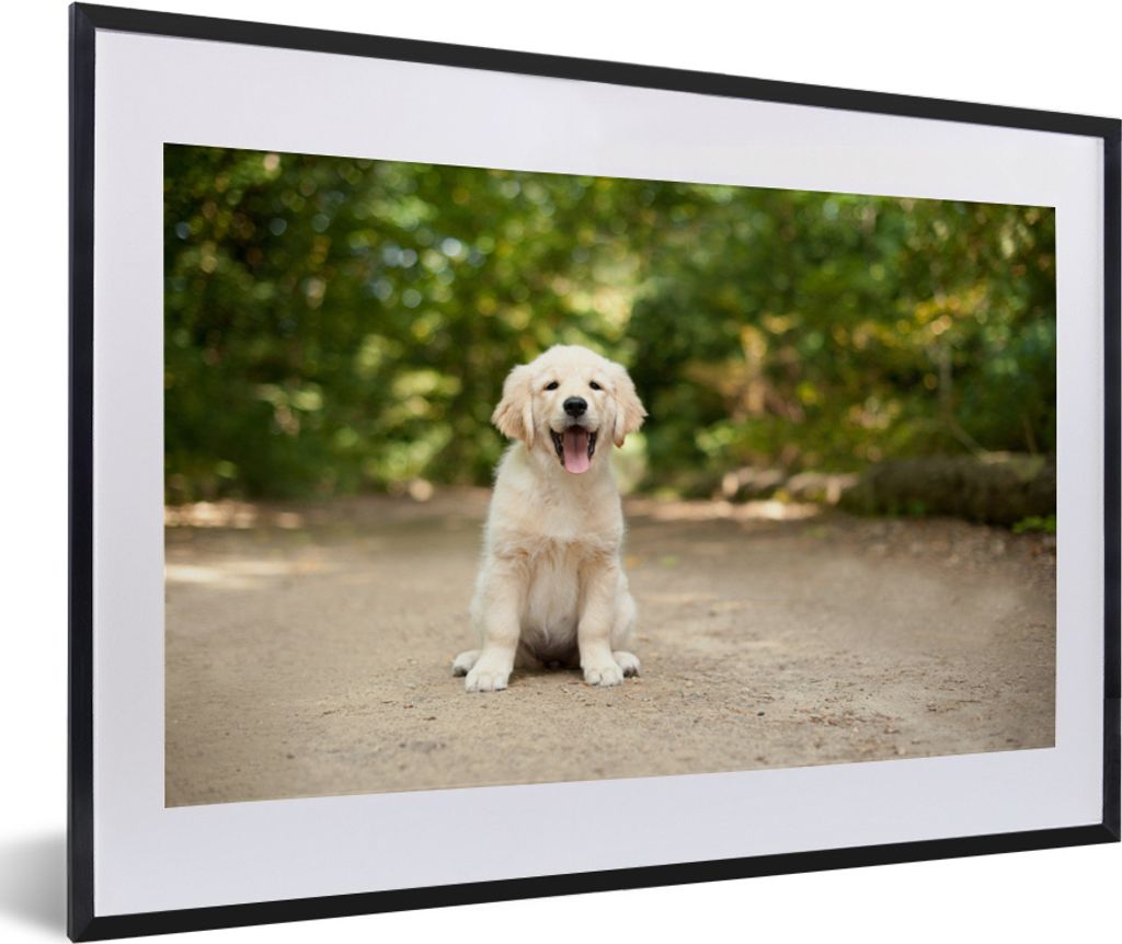 MuchoWow MuchoWow Gerahmtes Poster Labrador Retriever Welpe sitzt auf einem Waldweg 60x40 cm - Poster mit zchwarzem Bilderrahmen - Schlafzimmer...